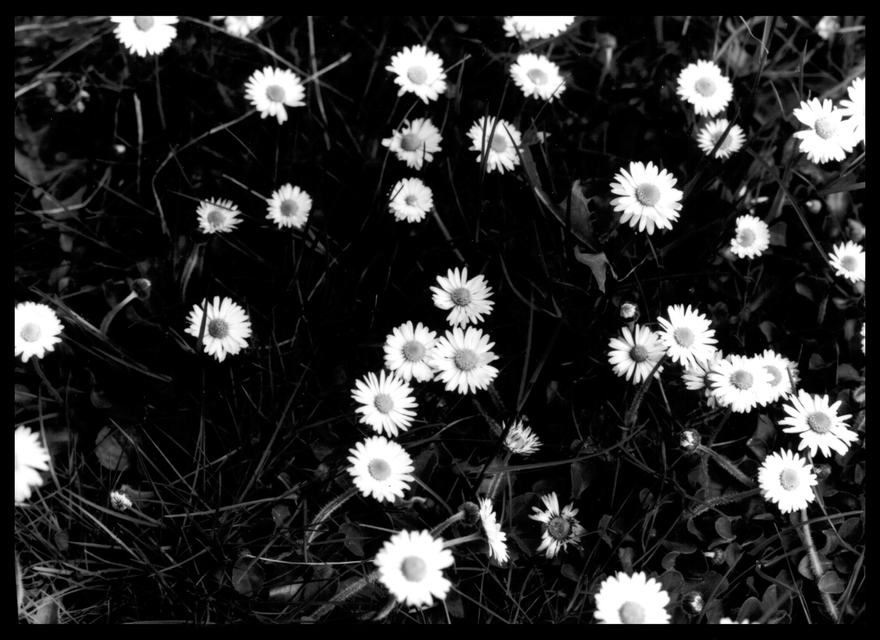 Flower II - ID 000085