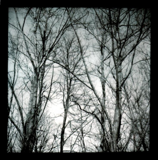 Trees without Leaves - ID 000103