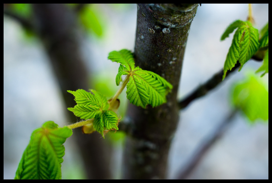 Castanea - ID 000158