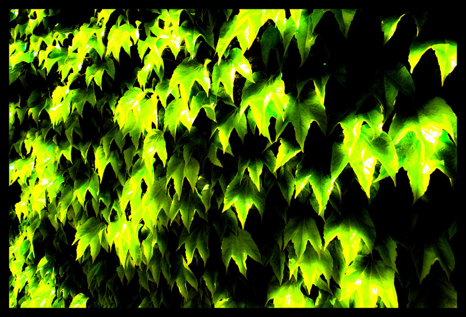 Green Leaves - ID 000217