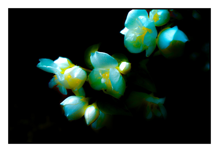 Flowers in the Dark - ID 000219
