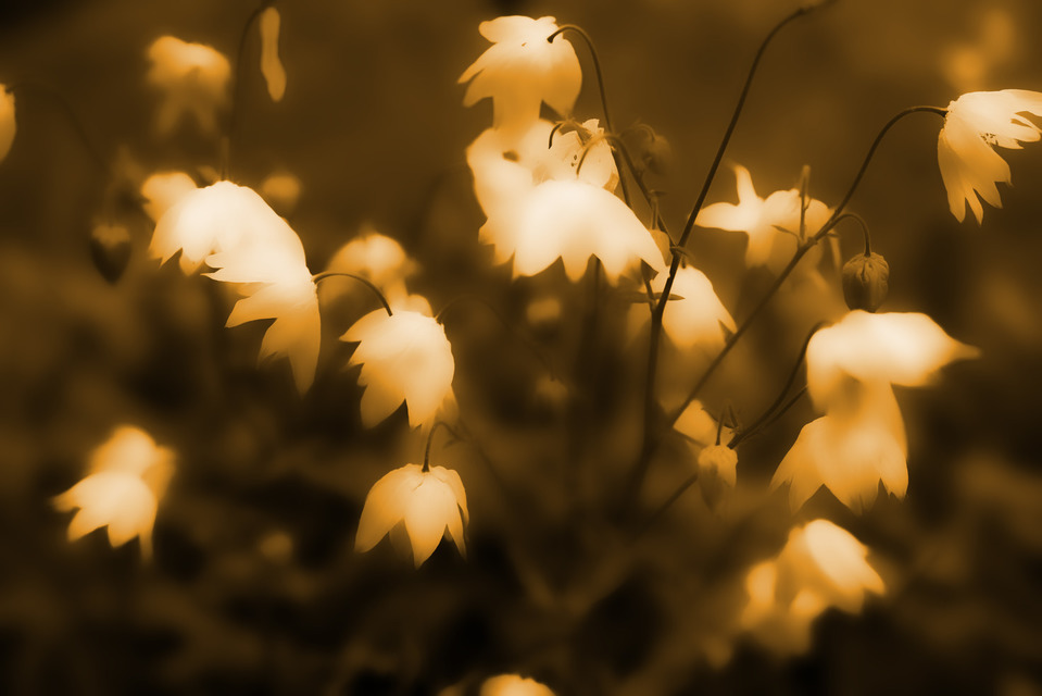 Old Flower - ID 000228