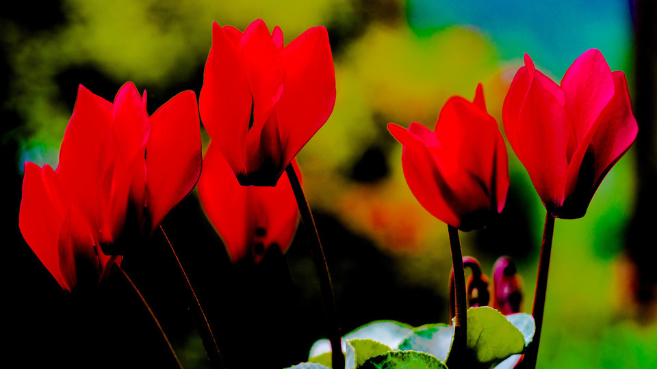 Flower Group I - ID 000234