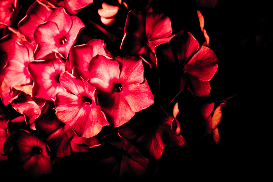 Red Flower II - ID 000298