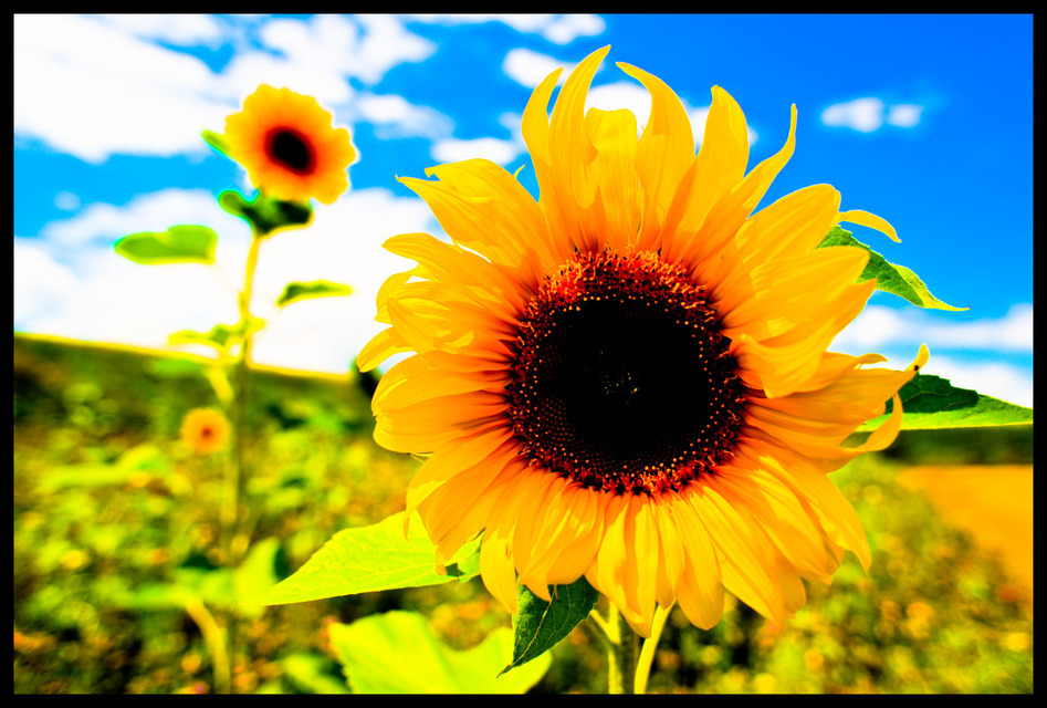 Sunflower III - ID 000322
