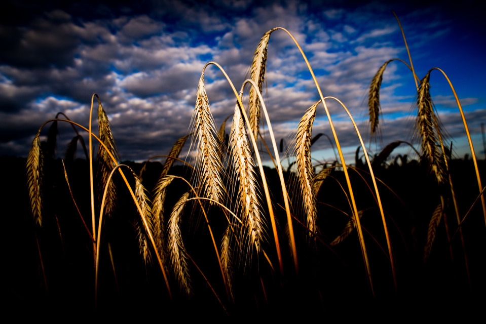 Corn in Light - ID 000326