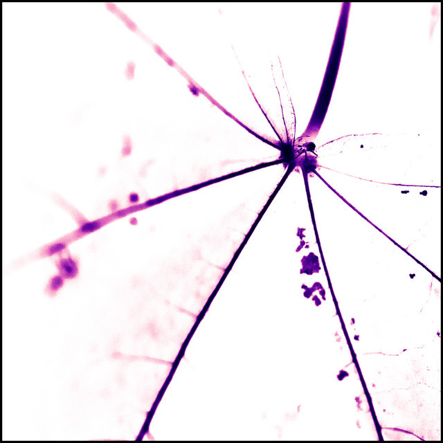 Leaf with Bug - ID 000339