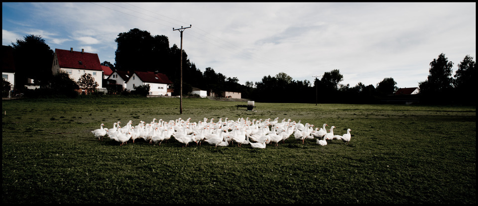Gaggle of Geese - ID 000347