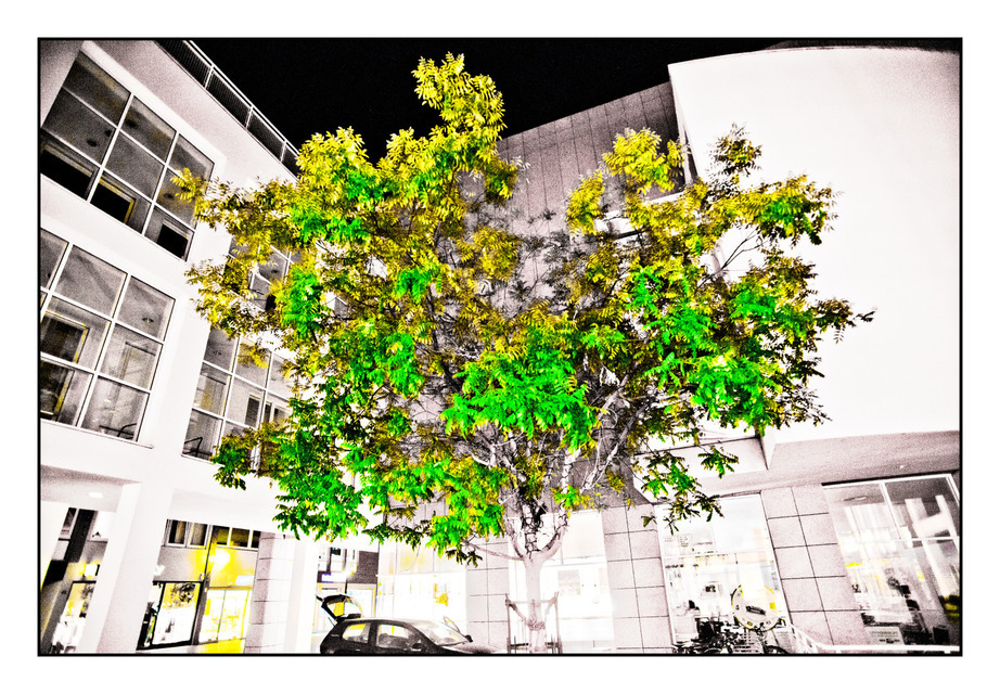 Tree at Night - ID 000388