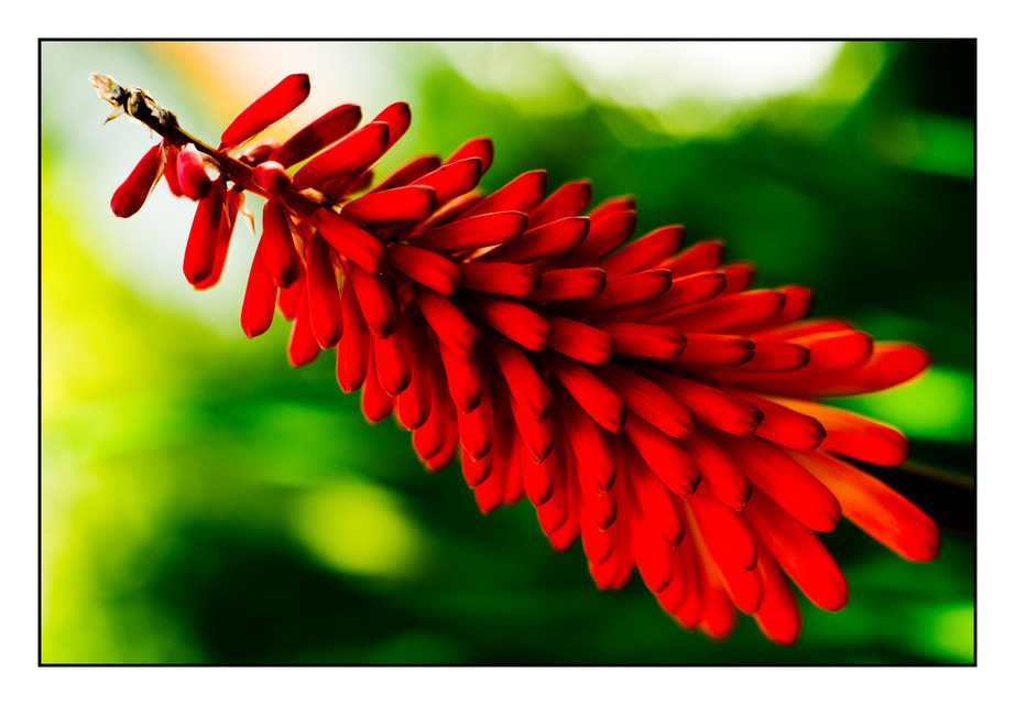 Flower-Rocket - ID 000394