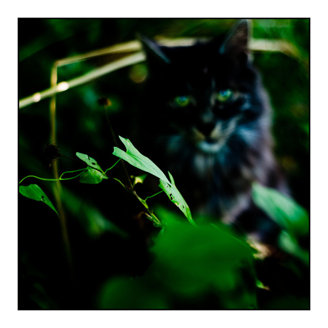 Tiger Hearts - ID 000395