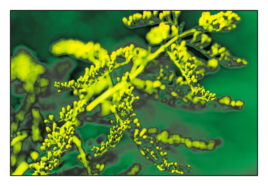 Yellow and Green - ID 000396