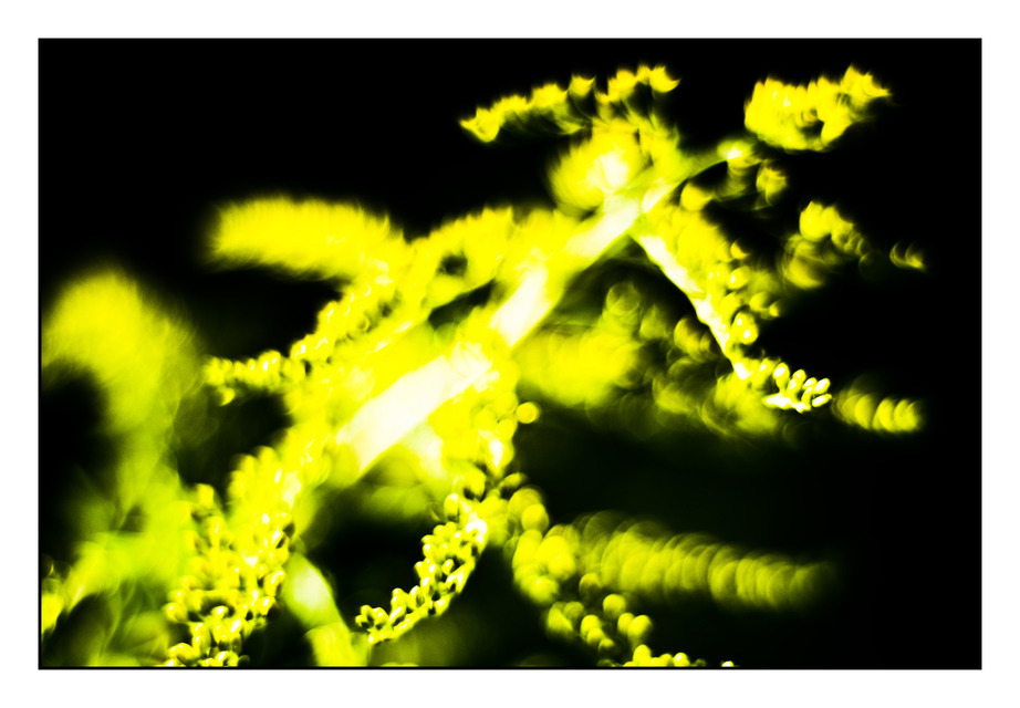 Yellow and Black I - ID 000397