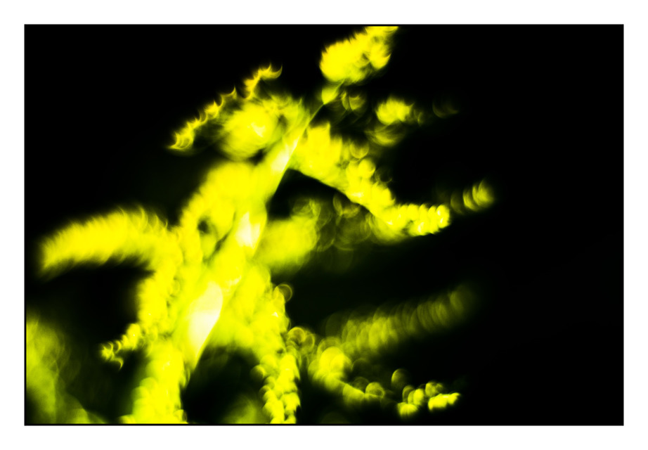 Yellow and Black II - ID 000398