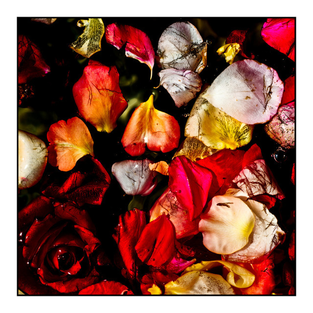 Roses II - ID 000400