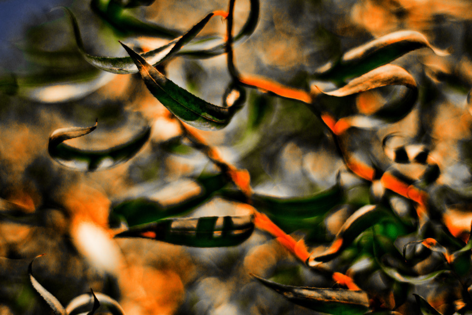 Leaves I - ID 000409