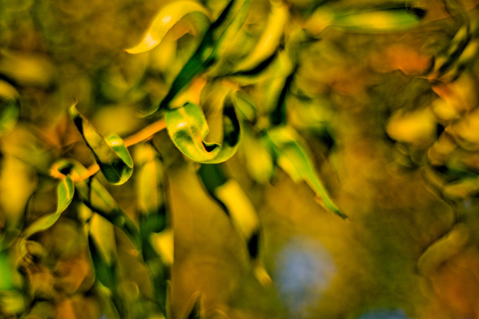 Leaves III - ID 000411