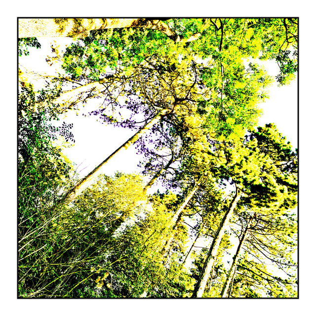 Green-Yellow Trees - ID 000418