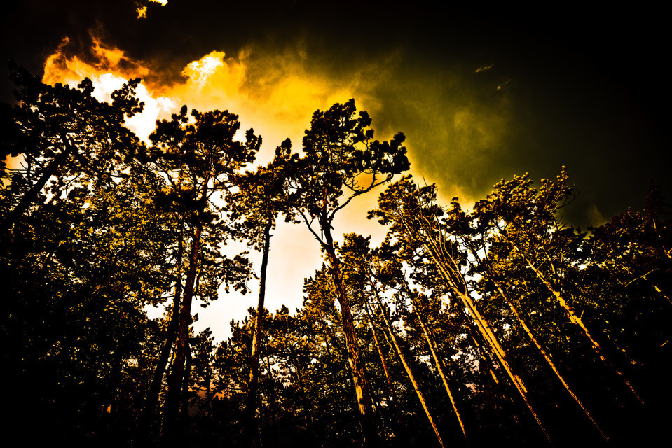 Trees in Sun - ID 000432