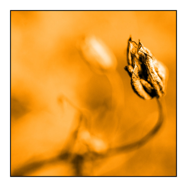 Sepia Flower II - ID 000486