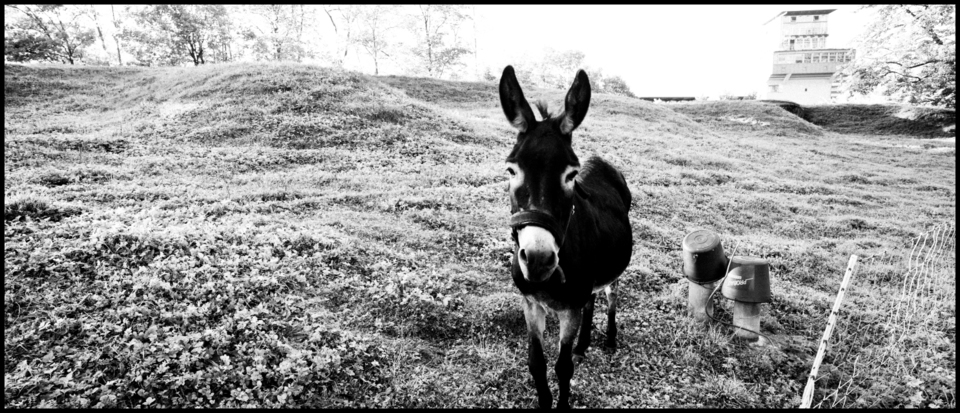 Eselsberg - ID 000516