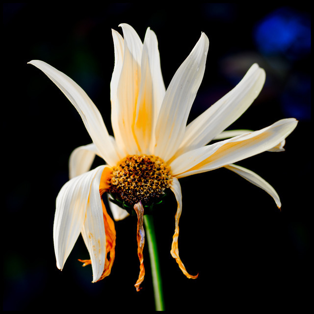 Broken Flower - ID 000575