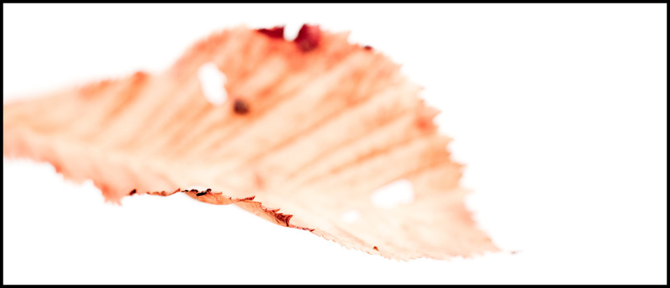 White Leaf - ID 000595