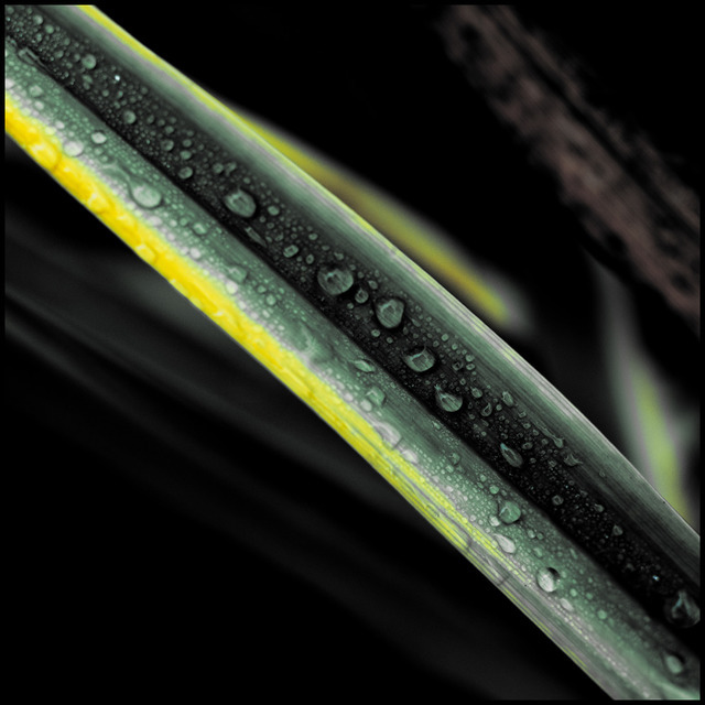 Leaf in Rain - ID 000599