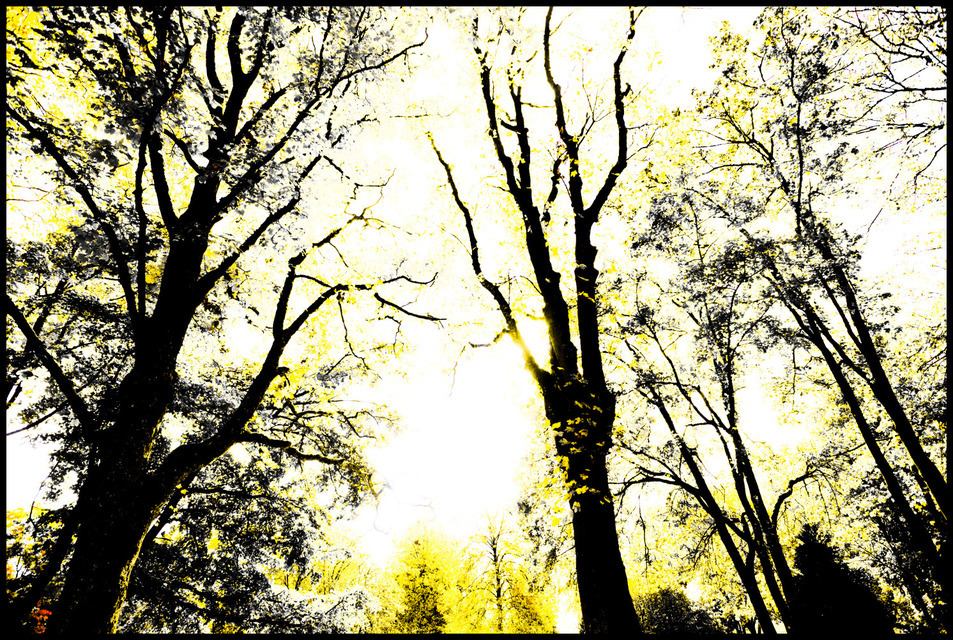 Yellow Trees - ID 000630