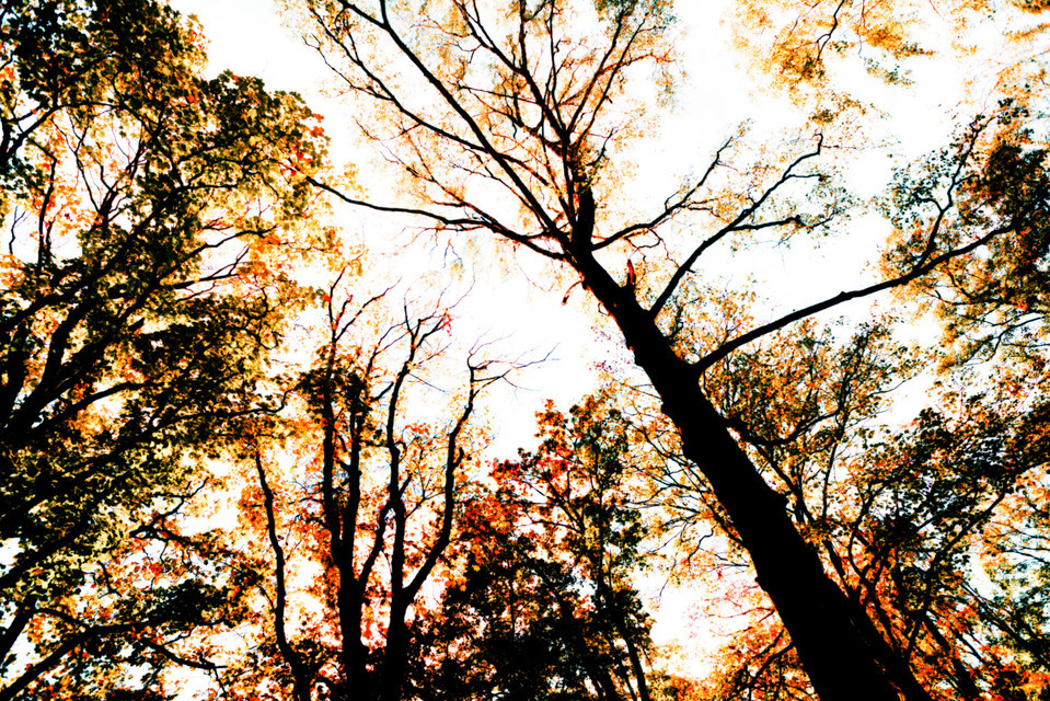 Flame Trees - ID 000631