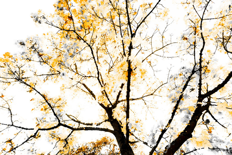 Orange Trees - ID 000632