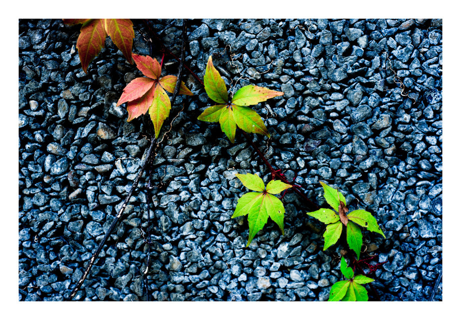 Colored Leaves - ID 000633