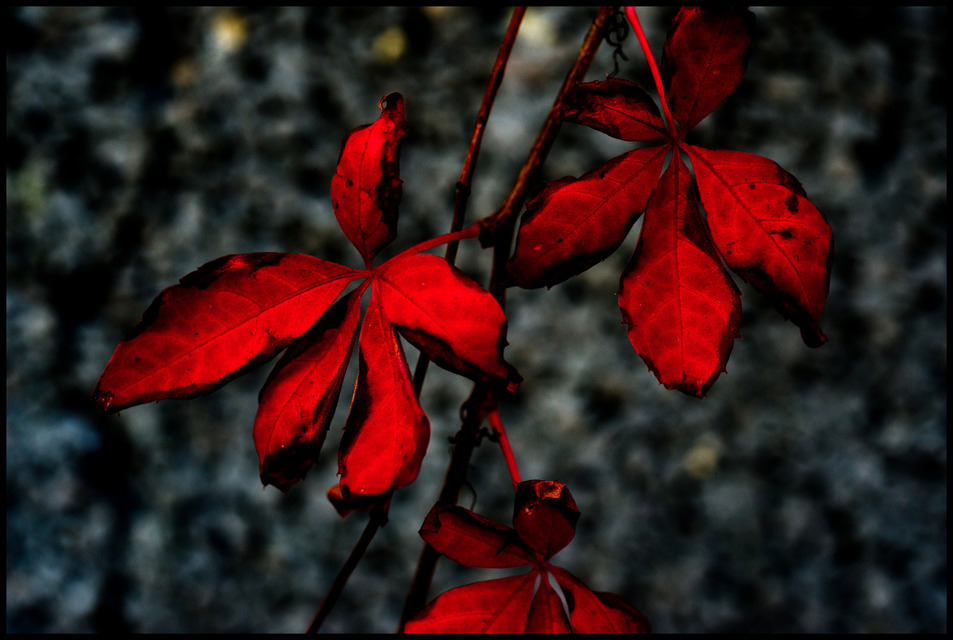 Red Leaves - ID 000635