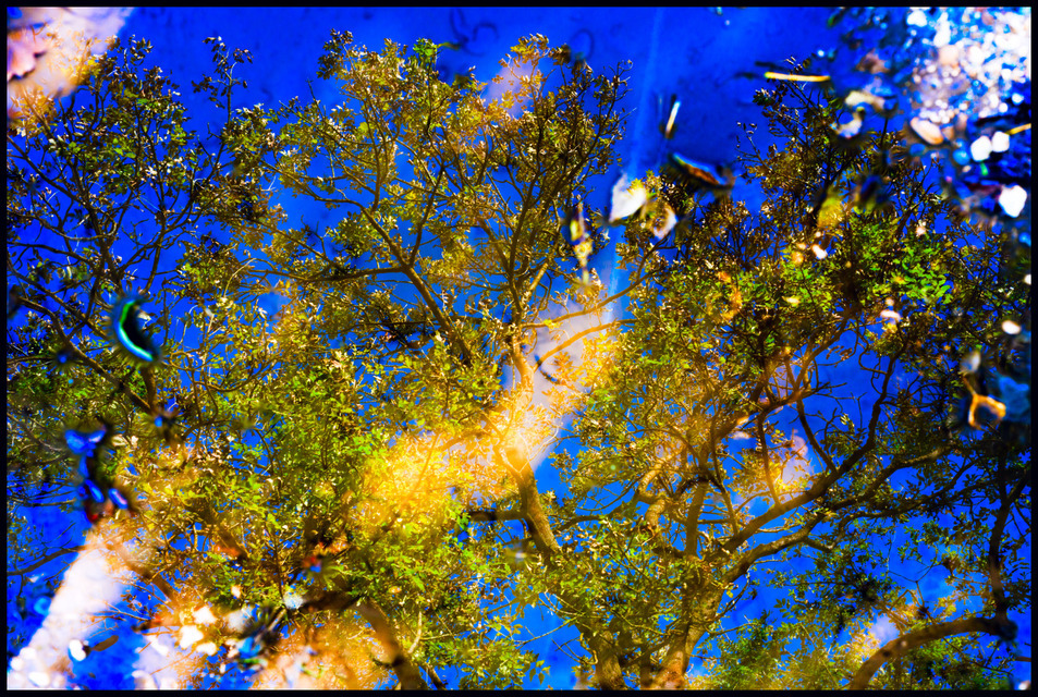 Mirrored Trees - ID 000649