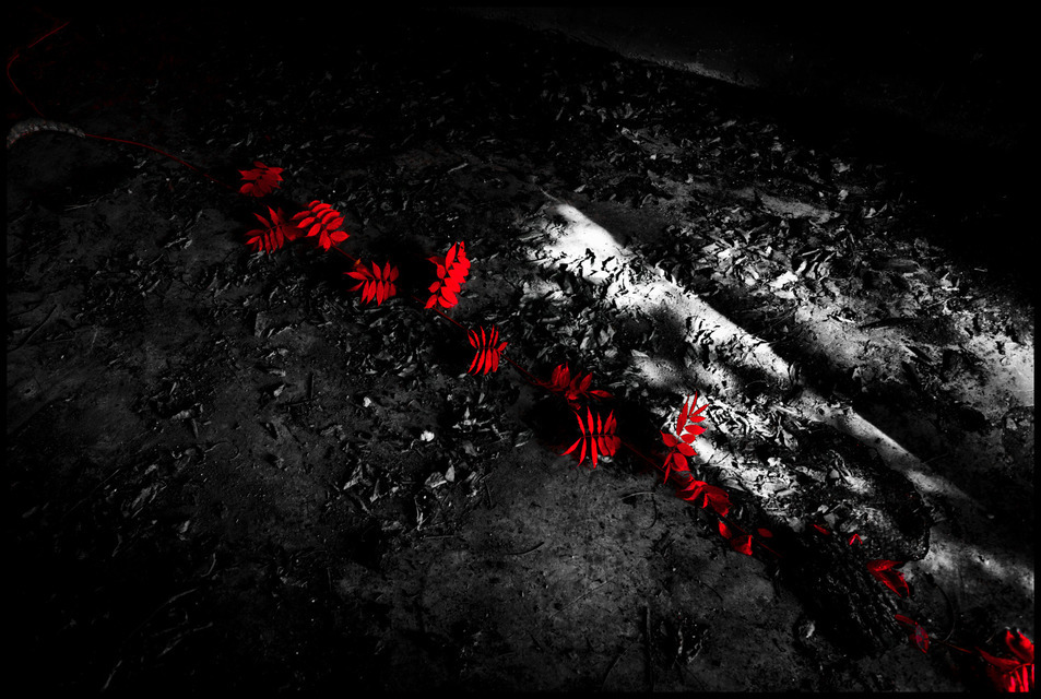 Red Leaves - ID 000650