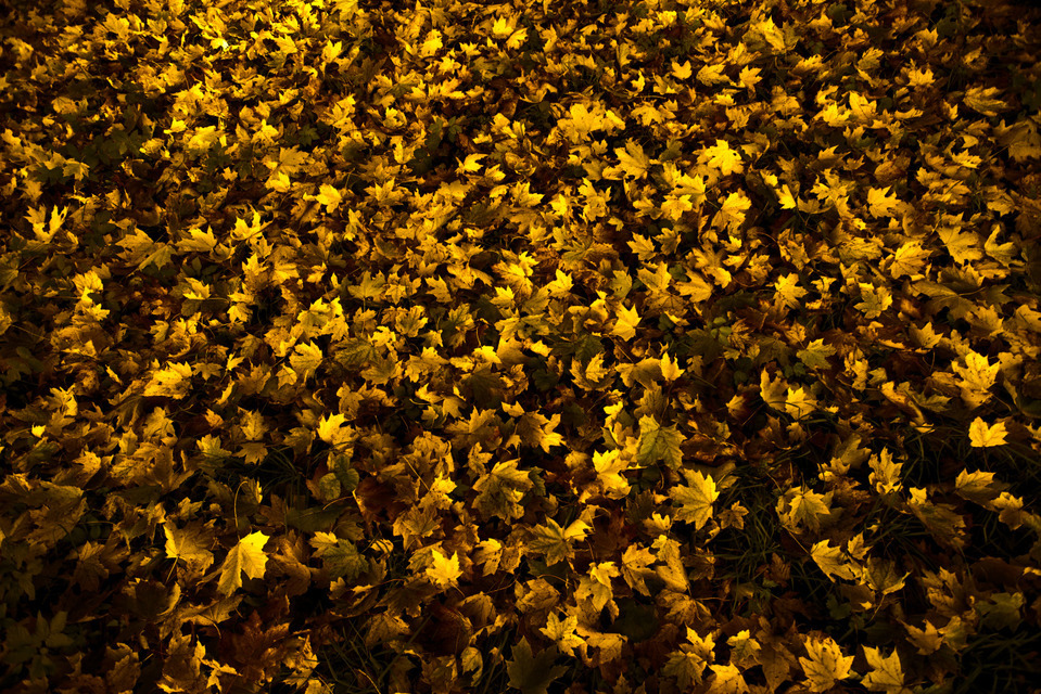 Golden Leaves - ID 000656