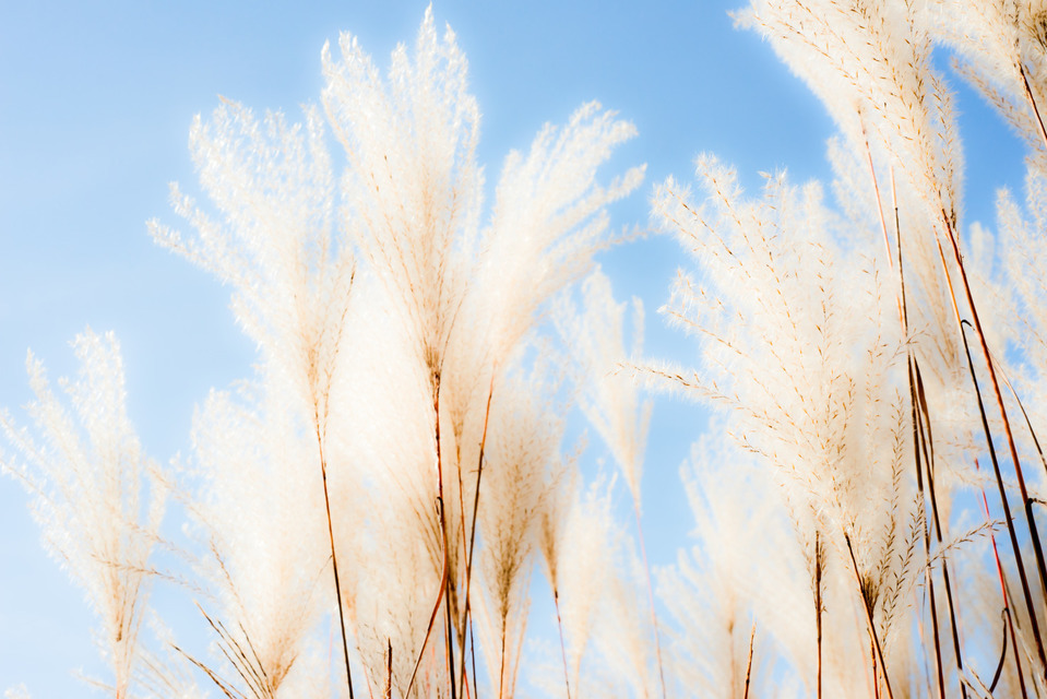 Cortaderia Selloana II - ID 000658
