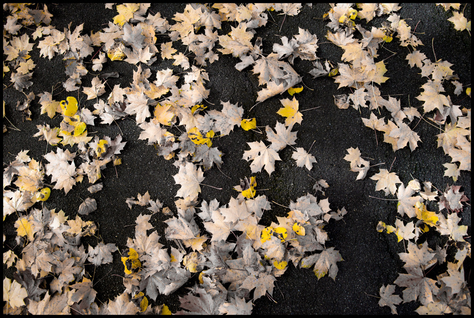 Leaves on Ground II - ID 000668