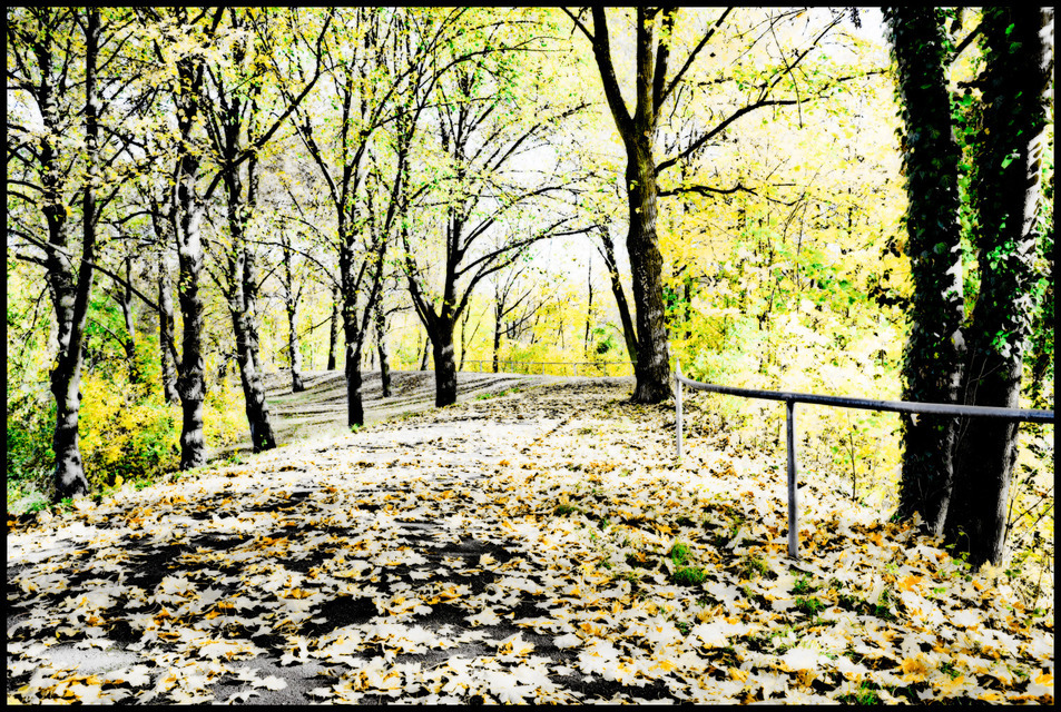 Yellow Autumn - ID 000669