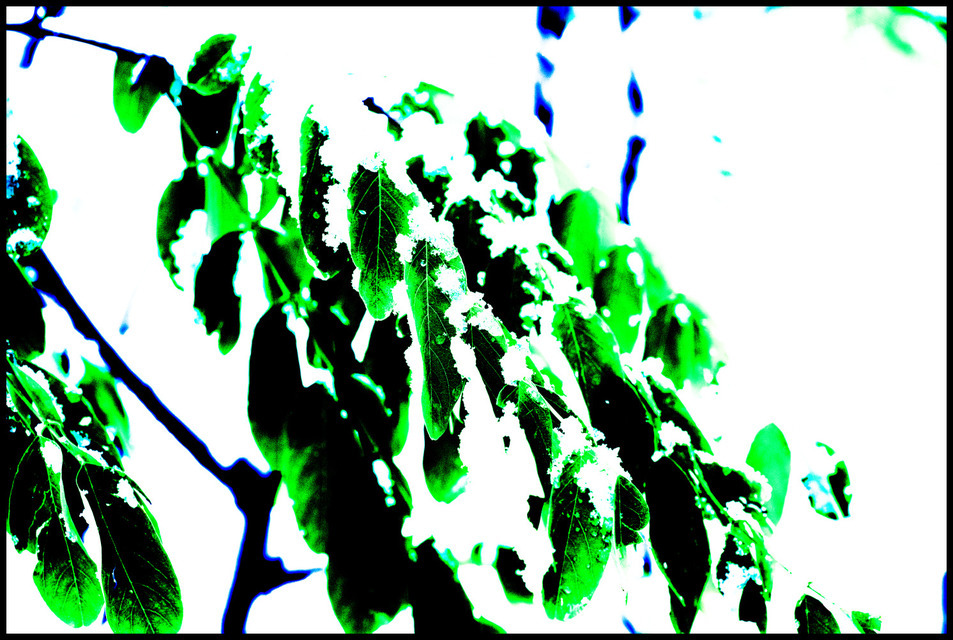 First Snow IV - ID 000687