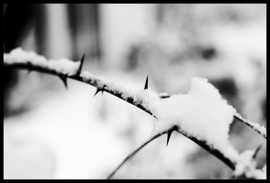 First Snow VIII - ID 000691