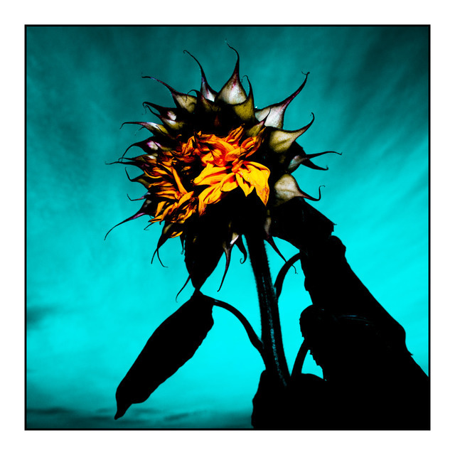 Looking for the Sun - ID 000699