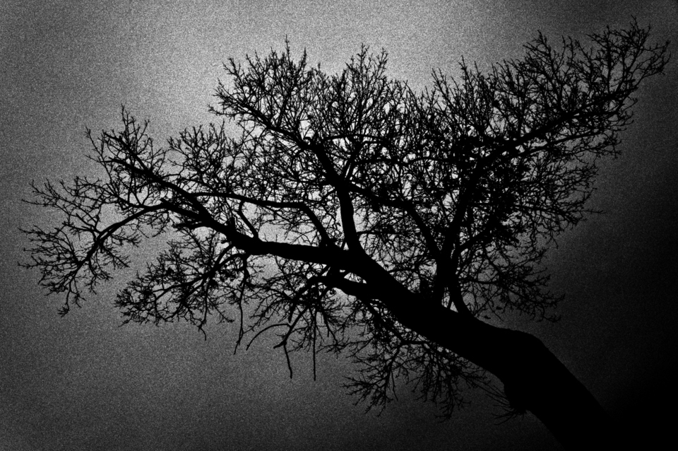 Lung Tree - ID 000719