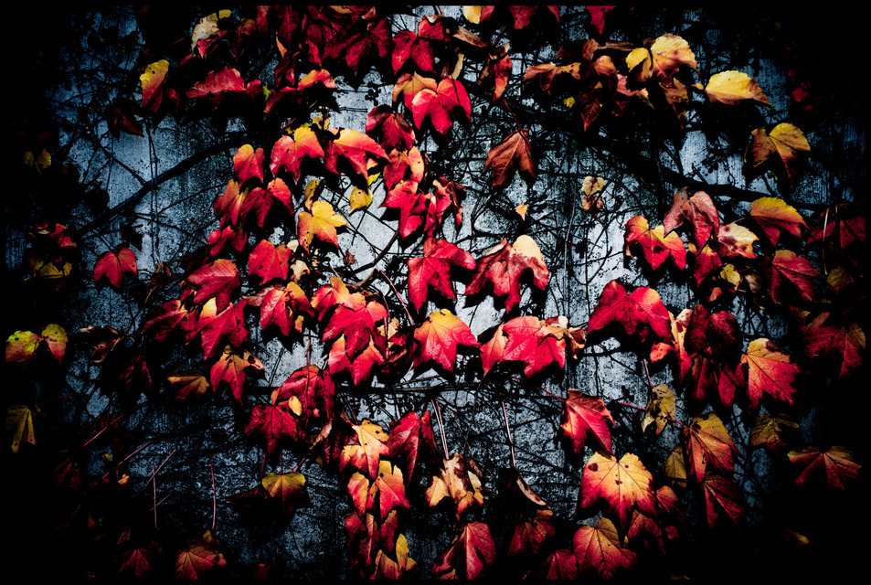 Red and Yellow on Grey - ID 000725