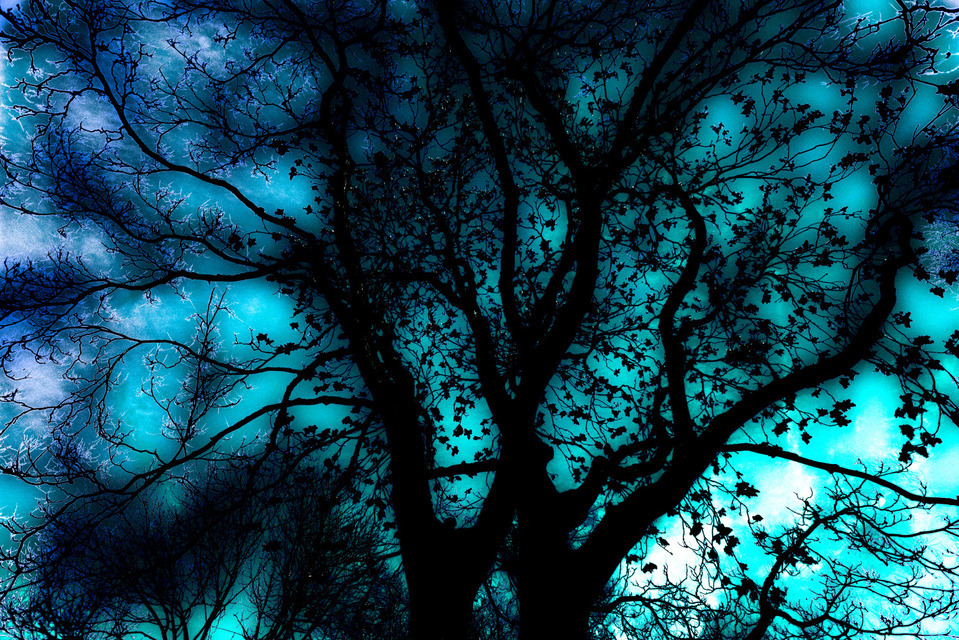 Christmas Tree - ID 000751