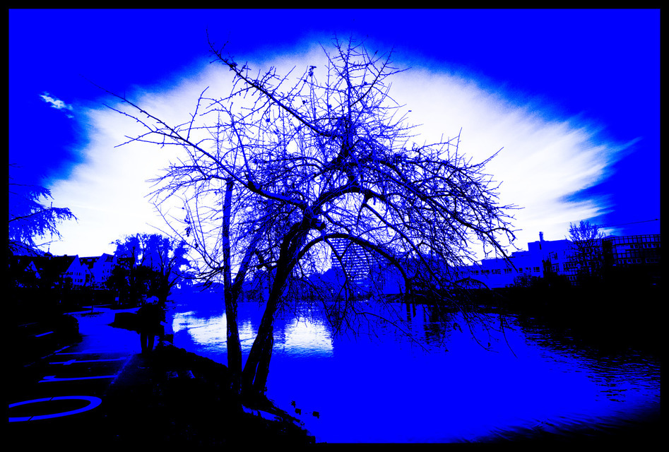 2586 km Tree - ID 000764