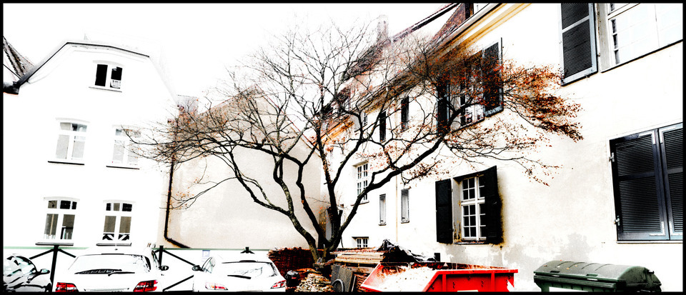 Backyard Tree - ID 000770