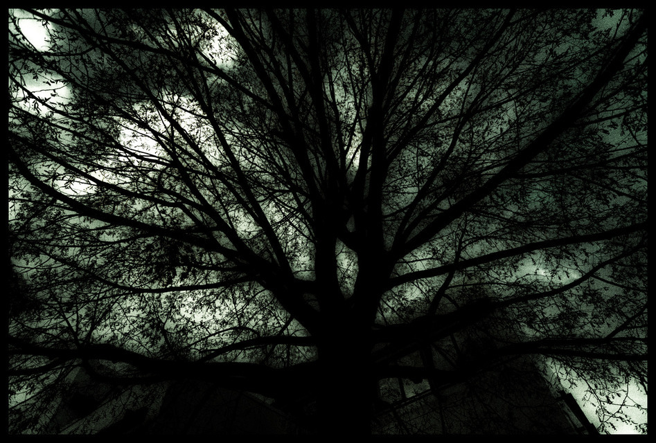 Black Tree - ID 000794