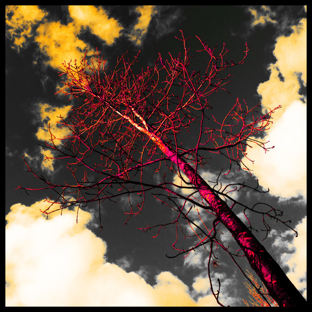 Pink Winter Tree - ID 000888