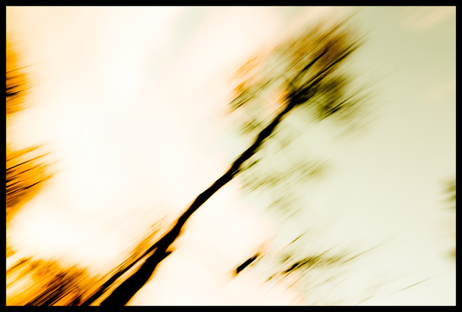 Lonely Tree - ID 000892